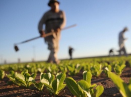 Семейные фермерские хозяйства получили 400 тысяч компенсации ЕСВ - Минагро