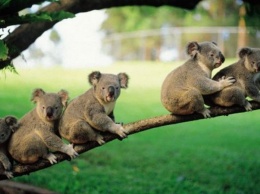 В Австралии на треть сократилась популяция коал