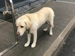 В Софиевской Борщаговке хозяин привязал собаку около супермаркета и скрылся. Животное не ело трое суток
