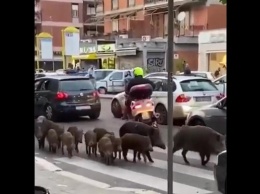 Жители Рима страдают от диких кабанов на улицах
