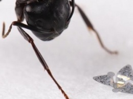Летающие микрочипы размером с песчинку смогут отслеживать загрязнение воздуха