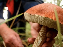 В Харьковской области два подростка отравились грибами