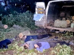 На Николаевщине задержали банду браконьеров-лесорубов