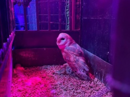 Пернатый пленник: зоозащитники спасли редкую сову из киевского бара
