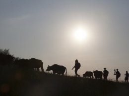 Фильм о редких карпатских буйволах выйдет на большие экраны в октябре