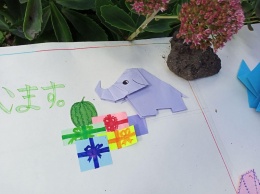 С днем рождения, Венди: в одесском зоопарке отпраздновали день рождения слонихи и назвали зверят
