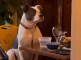 Сеть покорил житель Нью-Йорка, который поужинал с собакой в ресторане