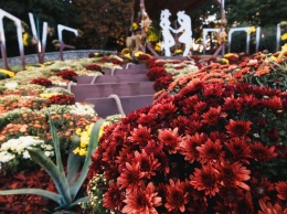 Более миллиона бутонов хризантем: где и когда в Киеве открывается цветочная выставка для влюбленных