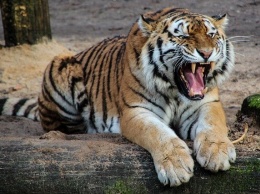 Стали известны подробности инцидента с тигром и годовалым ребенком в «Тайгане»