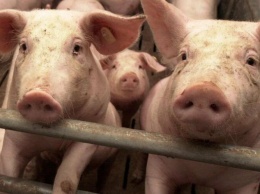 Под Новоазовском зафиксировали вспышку африканской чумы свиней. Как обстоят дела в Мариуполе