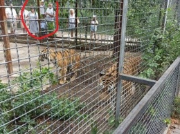 Следком возбудил уголовное дело из-за нападения тигра на ребенка в Крыму