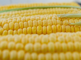 «Миллион за сезон»: продавец кукурузы в Крыму раскрыл свой заработок