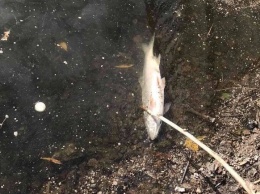 Опасаются токсичных выбросов: на Андреевском озере массово гибнет рыба