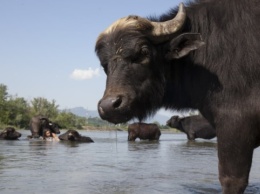 Режиссер рассказала, как снимали кино о редких карпатских буйволах