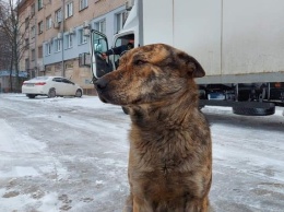 На Днепропетровщине хотят установить памятник собаке