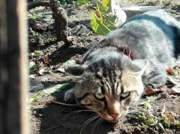 В Запорожской области в охотничий капкан попал домашний кот - фото, видео