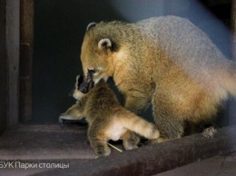 В Симферопольском зооуголке появились маленькие коати