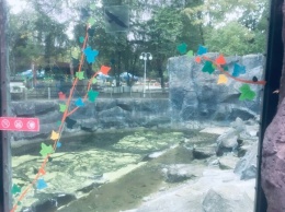 Безопасно: в зоопарке объяснили, почему не меняют треснувшее стекло в медвежьем вольере