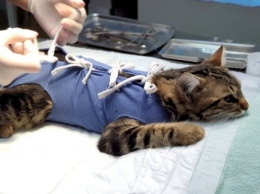 В Харькове начали проводить бесплатную стерилизацию домашних животных