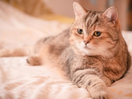 В Госдуме предложили ограничить количество собак и кошек в квартире