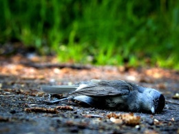 Специалисты выясняют причину массовой гибели птиц на севере Крыма