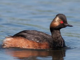 В Крыму на озере Сиваш произошла массовая гибель птиц