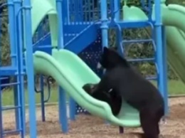Курьез: медведица с медвежонком пришли покататься на качелях на детской площадке