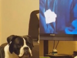 Собака запретила хозяевам смотреть телевизор и рассмешила пользователей Сети