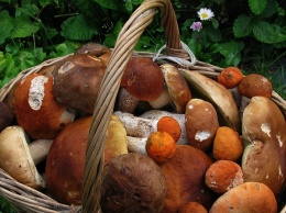 Почему есть собранные грибы могут только бессмертные