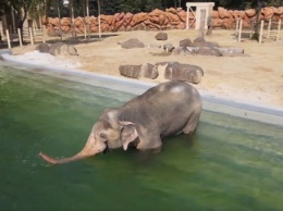 В Харьковском зоопарке показали новый вольер для слонов