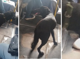 Собака в поиске хозяина разъезжает на автобусе по Феодосии