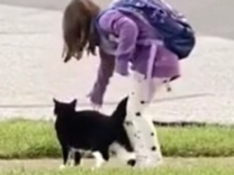 Видеохит: Кот каждый день провожает маленькую хозяйку в школу