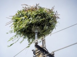 В селе Ивановка Днепровского района обустроили безопасное гнездо для аистов