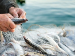 Штрафы за незаконный лов рыбы увеличили в десятки раз
