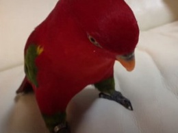 Пользователей Сети развеселил японский попугай, который злобно хохочет по поводу и без