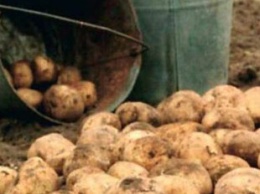Под Ровно школьники вместо дистанционного обучения копают картошку