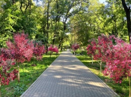 Деревья за кофе: в Днепре в парке Гагарина появится сад из райских яблонь