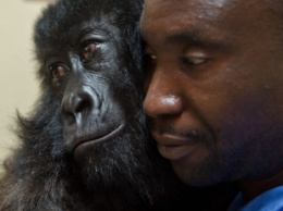 Знаменитая в соцсетях горилла Ндакаши умерла на руках работника центра для животных - ей было 14 лет