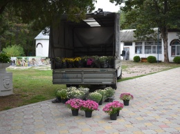 В Детском парке Симферополя и сквере Тренева высадили 350 кустов хризантем