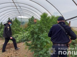 В Одесской области "фермер" вырастил красивые кусты конопли, но попался полиции
