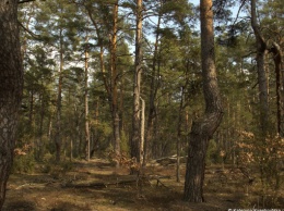 В Киевской области официально появился первый природный лес