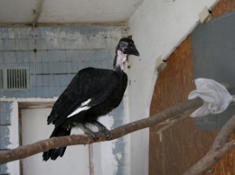 Птенец редкого рогатого ворона показался посетителям Николаевского зоопарка