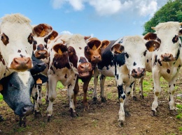 Ради климата: в Швеции коров будут кормить водорослями