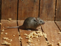 В Приазовье мыши атакуют жилище людей