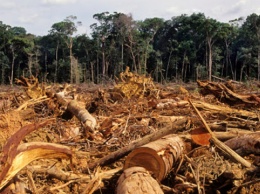 На президента Бразилии подали в суд Гааги из-за вырубки лесов Амазонии