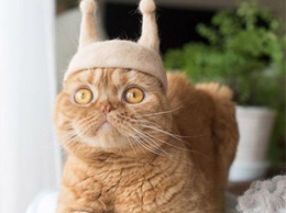 Кошки с шапками из своей шерсти очень полюбились пользователям сети