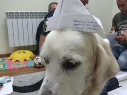 В Мариуполе умерла собака-психолог по кличке Элли, - ФОТО