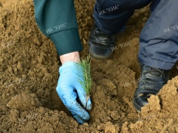 В Керчи высадят 600 деревьев