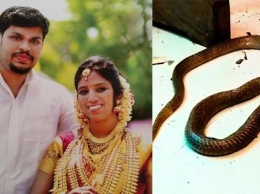 В Индии осудили мужчину за убийство жены коброй