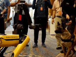 Робопсы Boston Dynamics вышли на прогулку - прохожие сняли реакцию настоящего пса